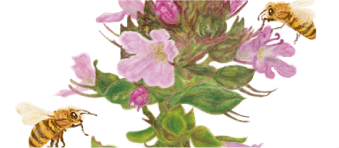 はなのかふぇ*橋爪かおり/hananocafe*Kaori Hashitsume